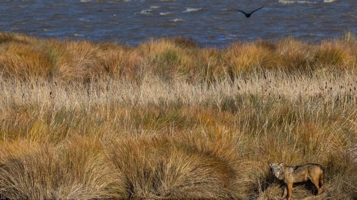 Quase 40% das zonas úmidas italianas em risco: alerta do WWF na véspera do Dia Mundial das Zonas Úmidas