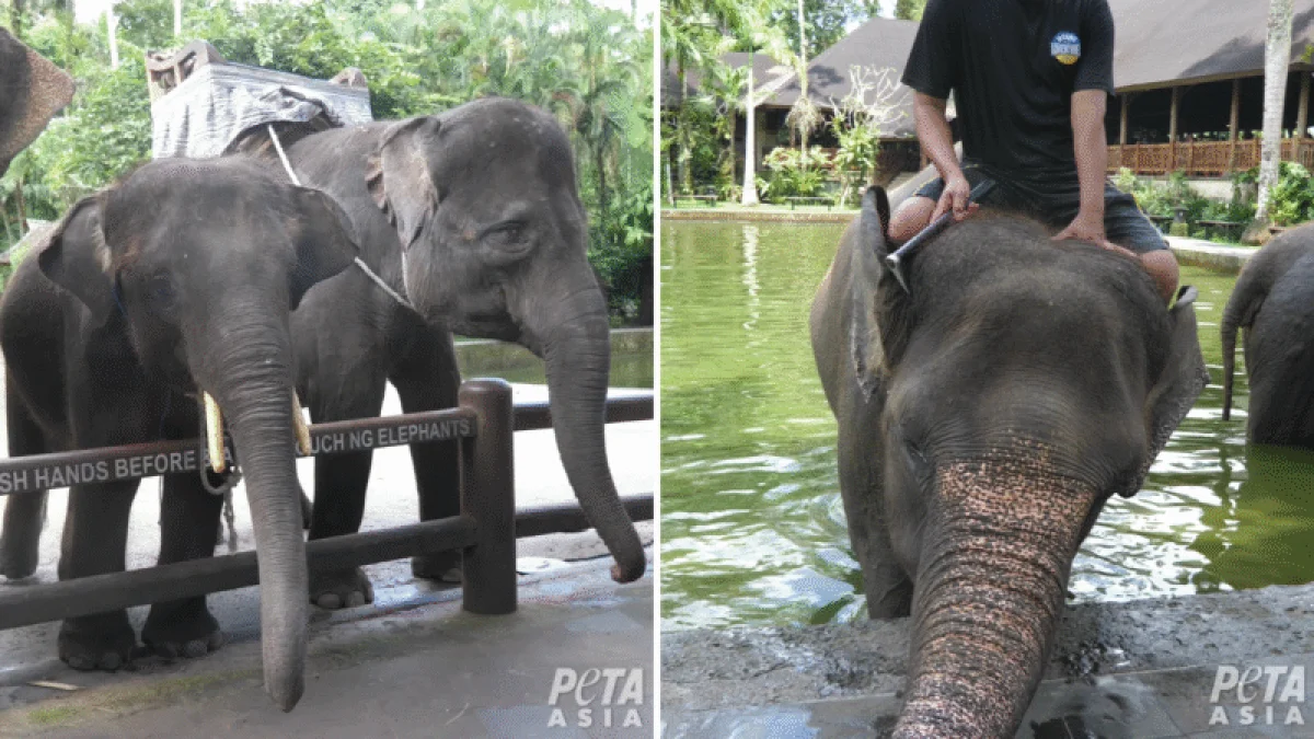 Indonésia proíbe passeios de elefante e ilumina caminho do turismo responsável