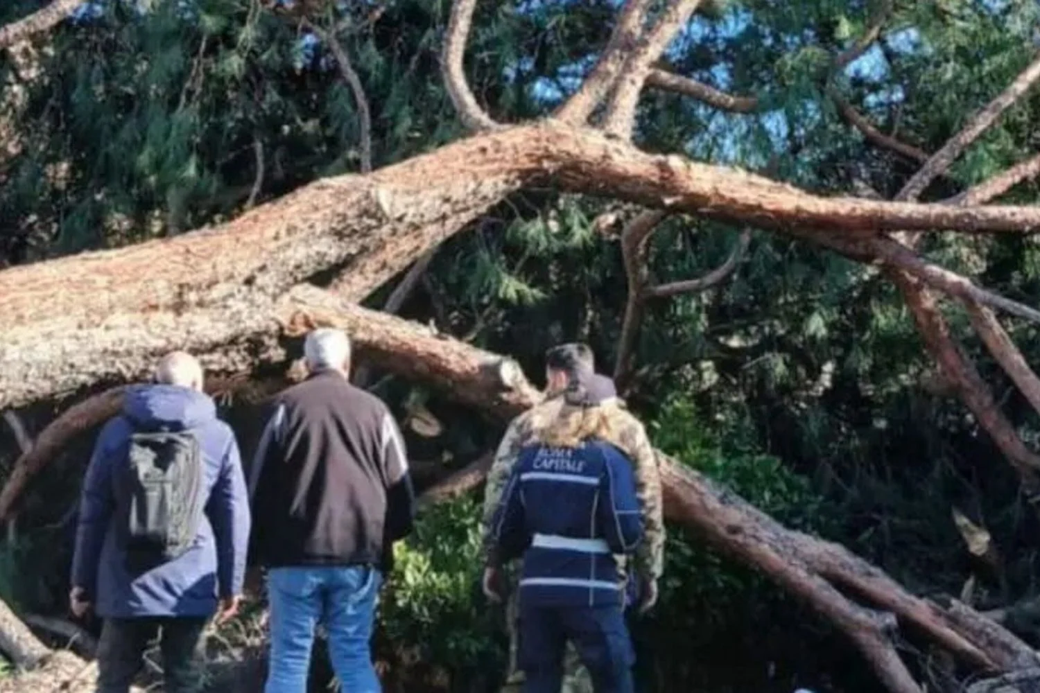 Pino centenário de 120 anos cai nos Fori Imperiali e fere três pessoas levemente
