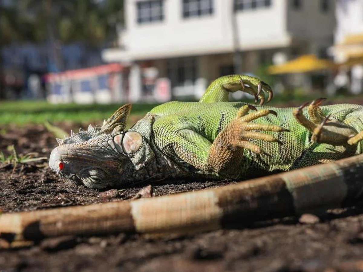 Flórida: iguanas atordoadas pelo frio despencam de árvores enquanto autoridades recolhem os animais