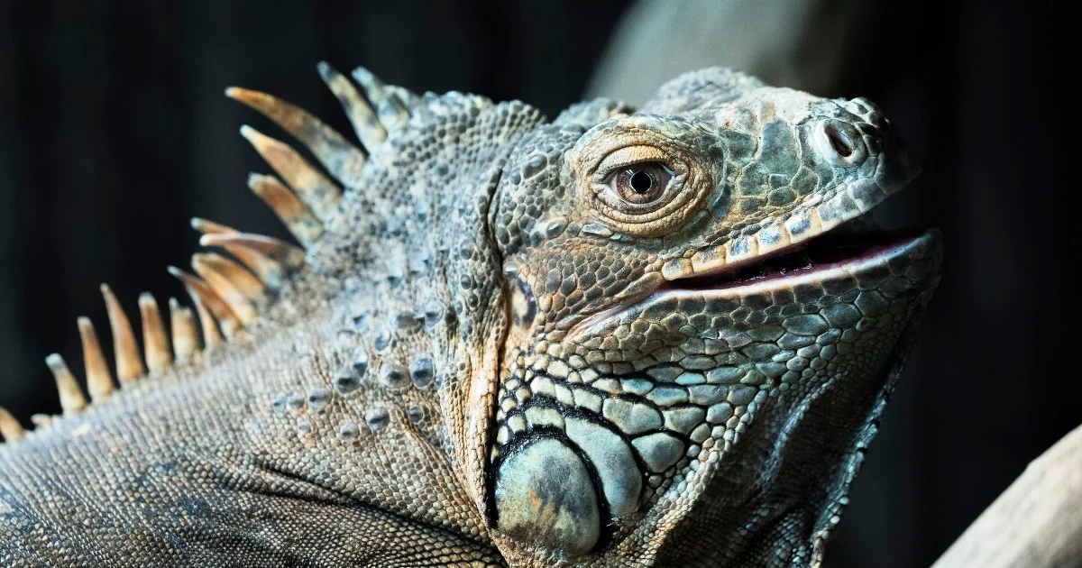 Chuva de iguanas na Flórida: frio faz répteis cair de árvores; autoridades dizem que estão em hibernação