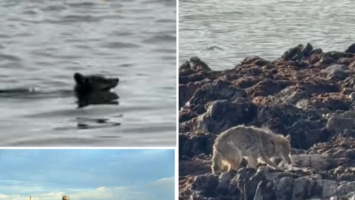 Coyote nada quase 2 km e chega a Alcatraz: o primeiro avistamento documentado desde 1972