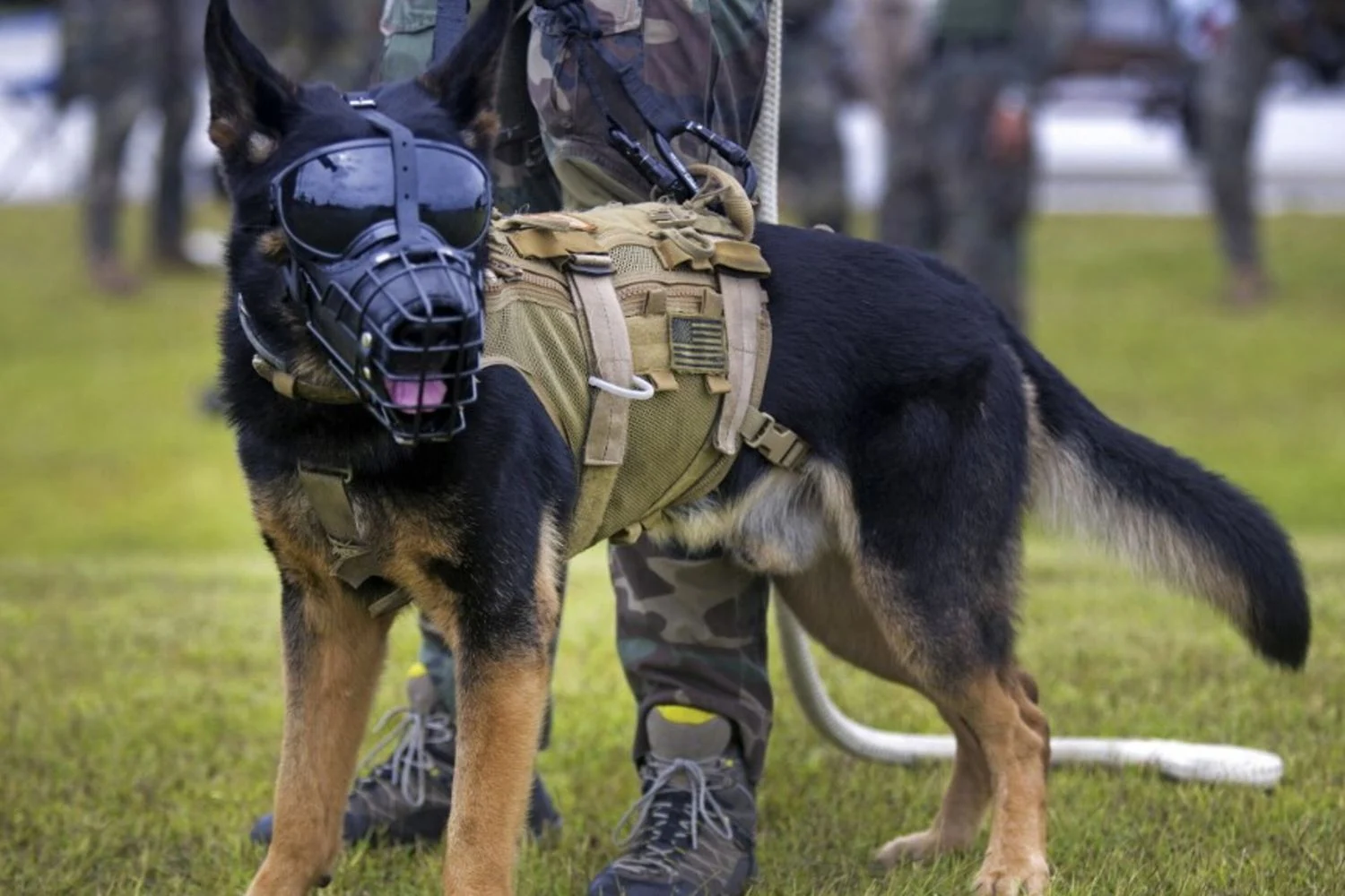 Reino Unido registra explosão na procura por cães de proteção: preços atingem £32.000 (≈€37.000)