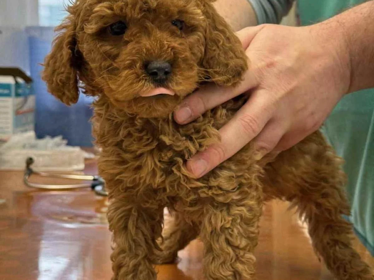 Tráfico ilegal de filhotes interceptado na A4: 20 cães resgatados e já destinados a novas famílias