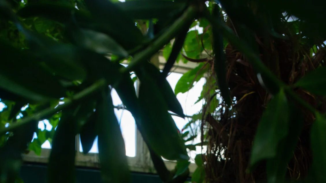 Orchid Show em Nova York: Mr. Flower Fantastic transforma o Bronx numa 'selva de cimento floral'