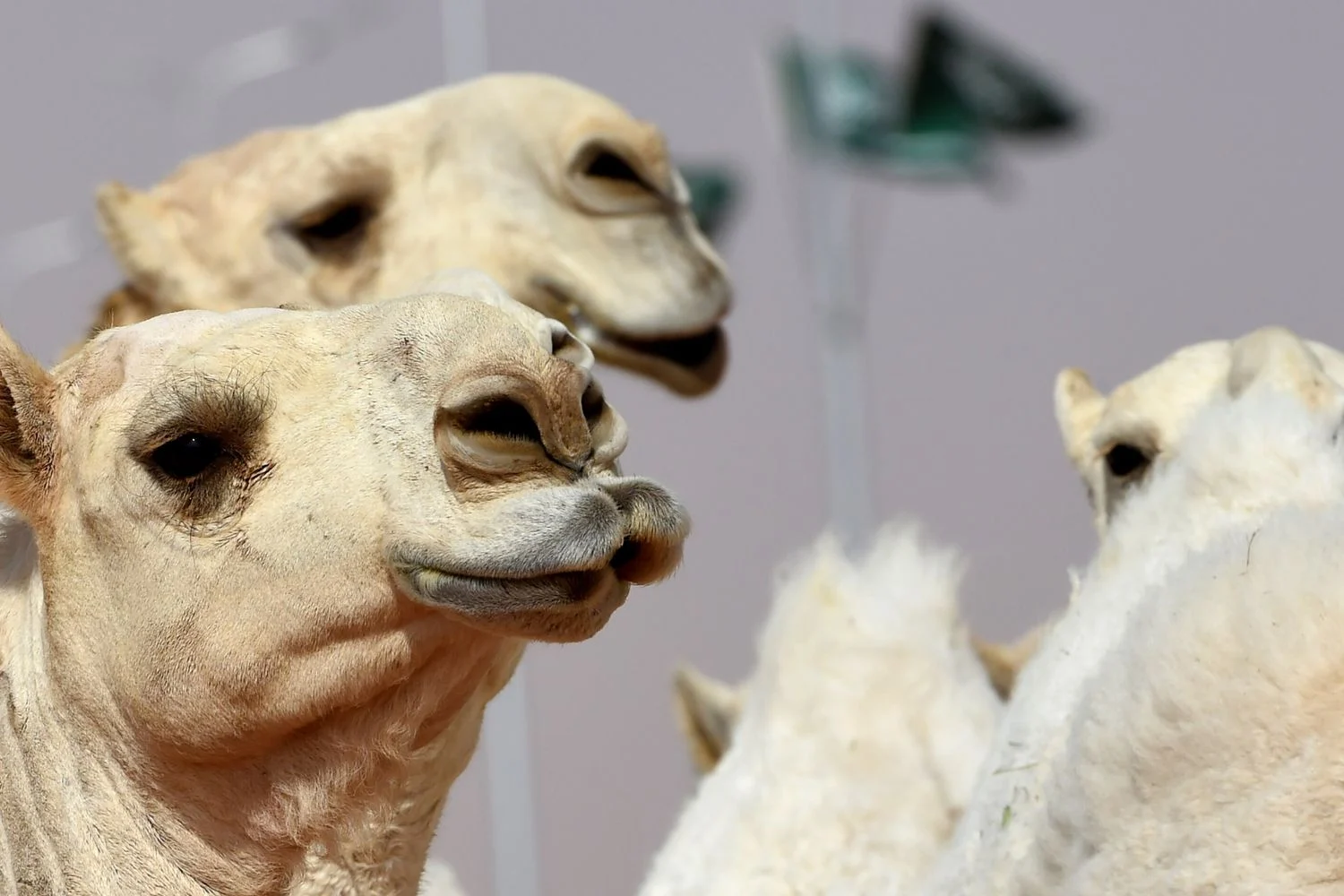 Arábia Saudita lança passaporte digital para camelos e redesenha a governança do setor