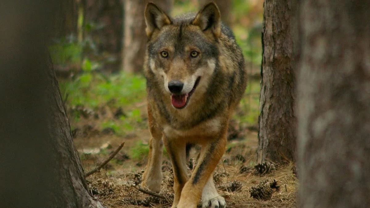 Associações pedem moratória de um ano contra o declassamento do lobo: “Que fale a ciência, não os slogans”