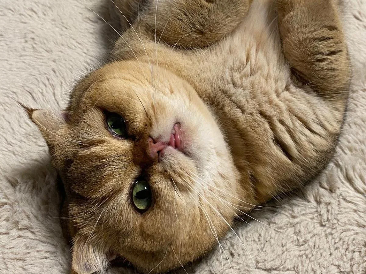 Ernesto, o 'Garfield' de ossos de cristal: abandono noturno, resgate e um novo lar na Brianza