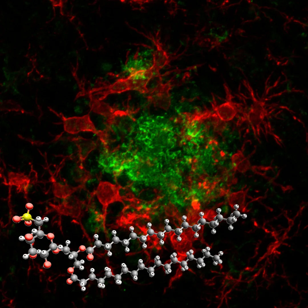 Sulfavant A: molécula 'inteligente' do CNR reorienta tratamento do Alzheimer ao reforçar a microglia