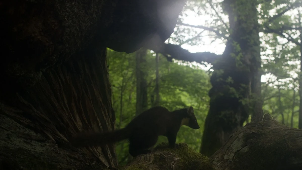 Paolo Rossi leva ao cinema a vida da marta: documentário e crowdfunding para proteger os bosques