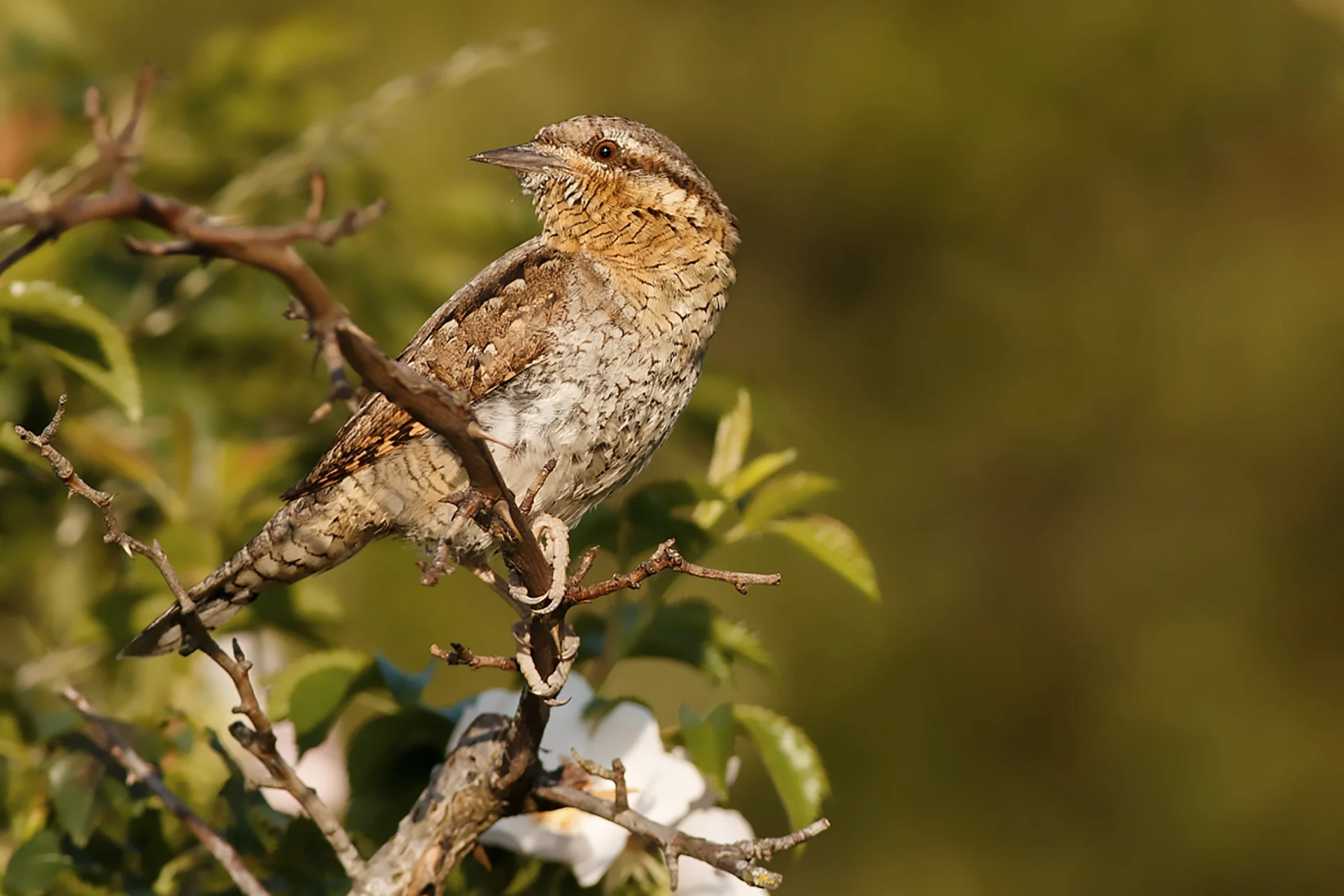 L'Italia ha perso un terzo di uccelli nelle aree agricole, la metà nelle zone di pianura. I numeri del declino e cosa bisogna fare ora — corriere.it