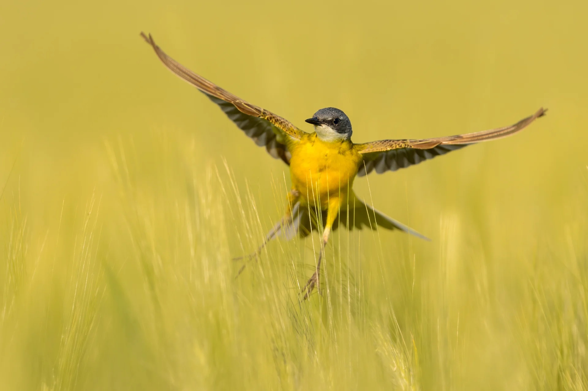 L'Italia ha perso un terzo di uccelli nelle aree agricole, la metà nelle zone di pianura. I numeri del declino e cosa bisogna fare ora — corriere.it