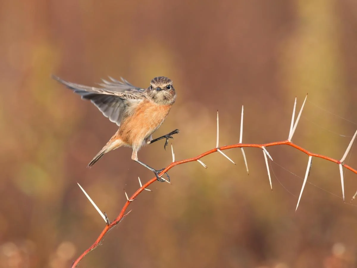 L'Italia ha perso un terzo di uccelli nelle aree agricole, la metà nelle zone di pianura. I numeri del declino e cosa bisogna fare ora — corriere.it