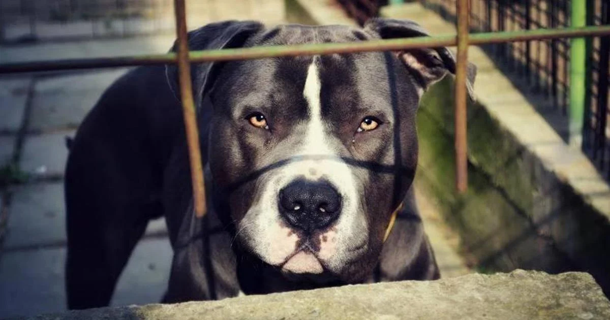 Frosinone: Pitbull morde menina de 2 anos em Ceccano; criança levada ao Bambino Gesù