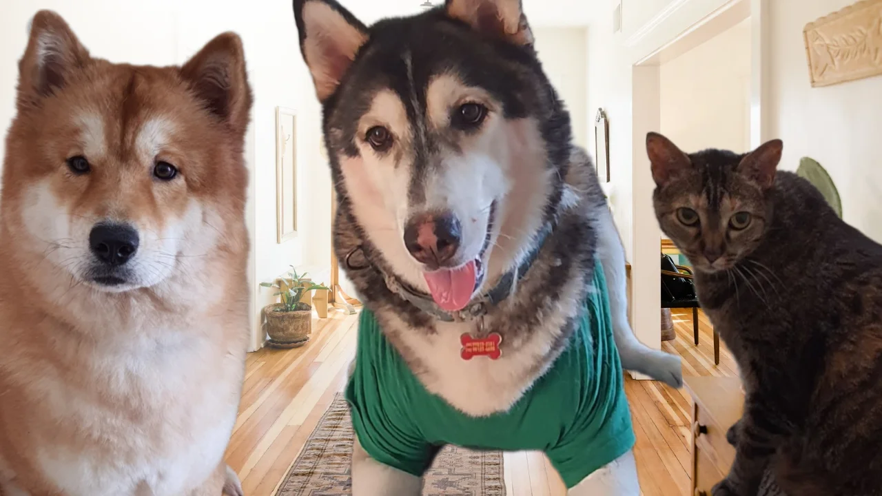 Dois Huskys e um Gato: Como Aluguei um Apartamento na Itália