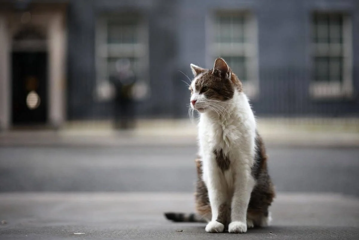 Larry, o veterano Chief Mouser, completa 15 anos de serviço em Downing Street
