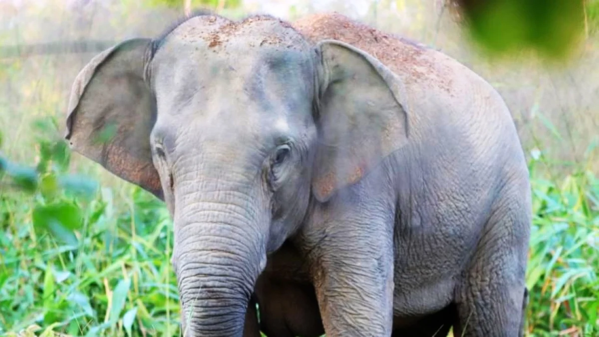 Tailândia usa vacina anticoncepcional em elefantes para reduzir conflitos com humanos