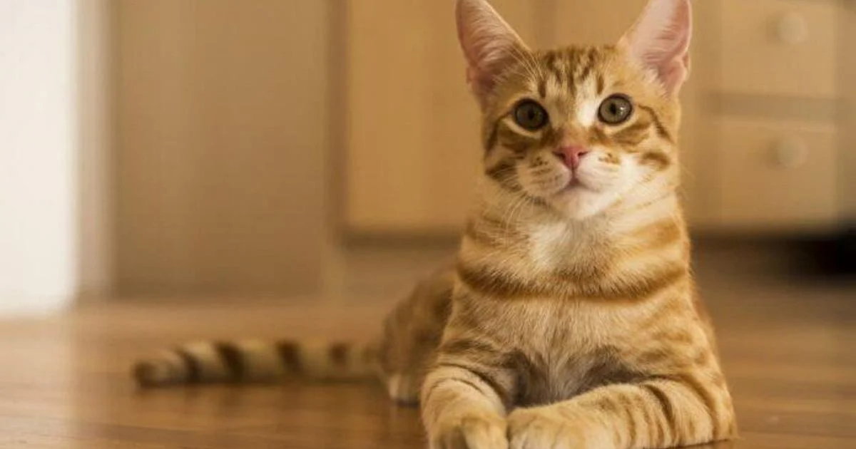 Dia Nacional do Gato: 1 em 4 italianos abre mão das férias para não deixar o gato