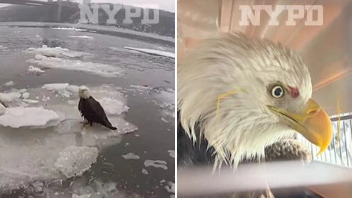 Resgate emocionante: águia-calva ferida é salva das águas geladas do Hudson perto da Ponte George Washington