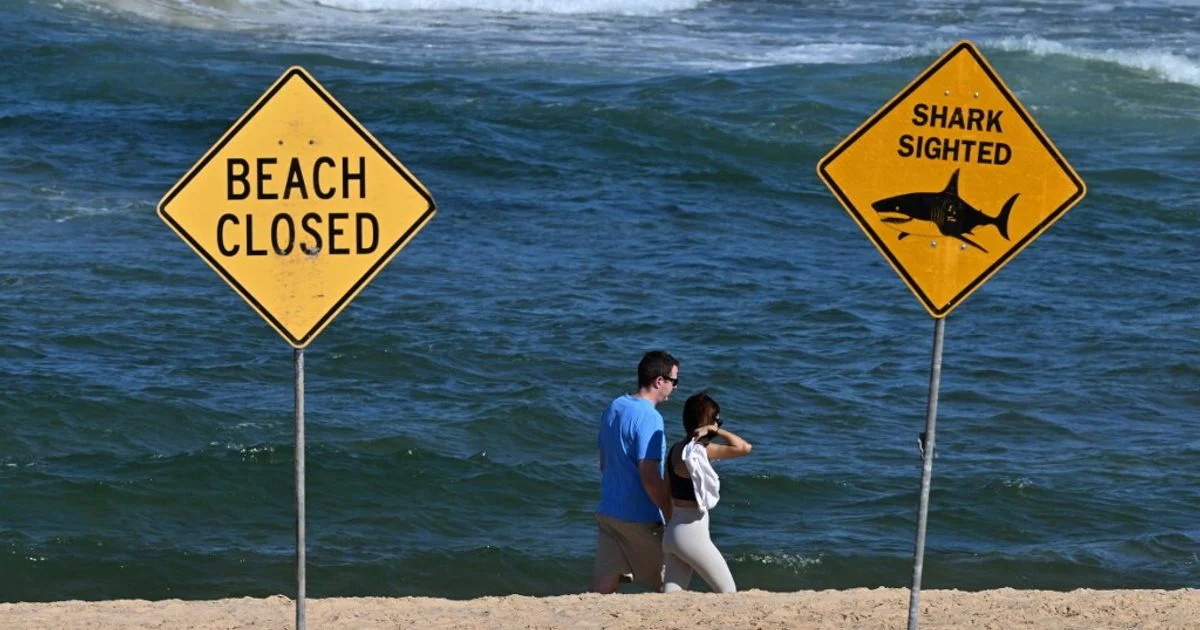 Ataques de tubarão sobem 50% em 2025: análise do aumento e pontos críticos globais