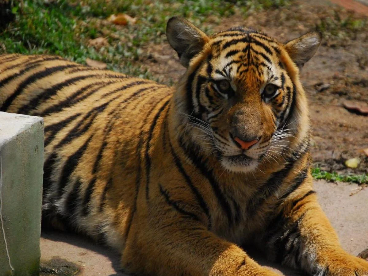 Tragédia em Chiang Mai: 72 tigres morrem por vírus em parque que permitia contato próximo