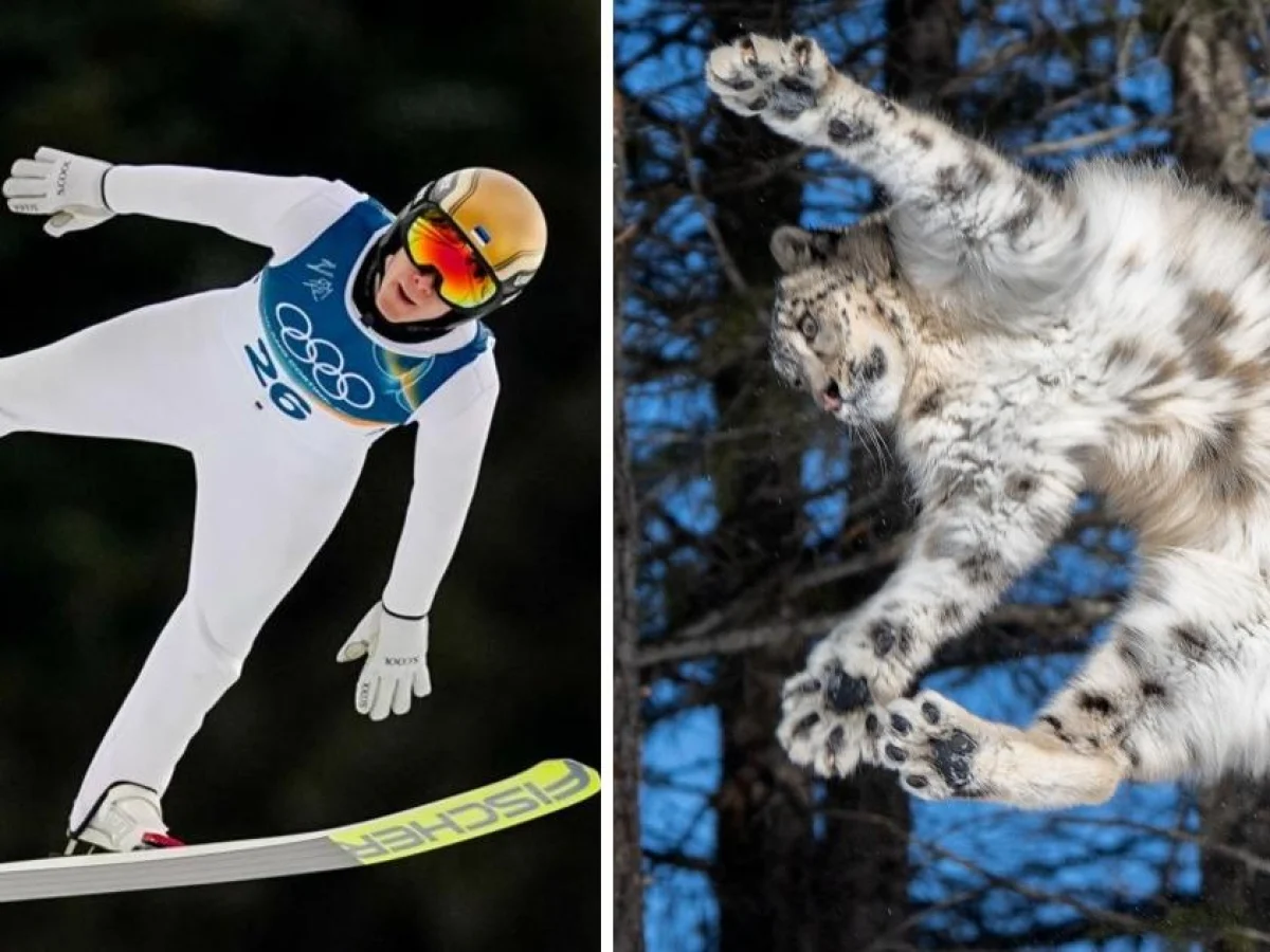 Quando a natureza ensinou os esportes de inverno: do salto do leopardo-das-neves ao slalom da tigre-siberiana