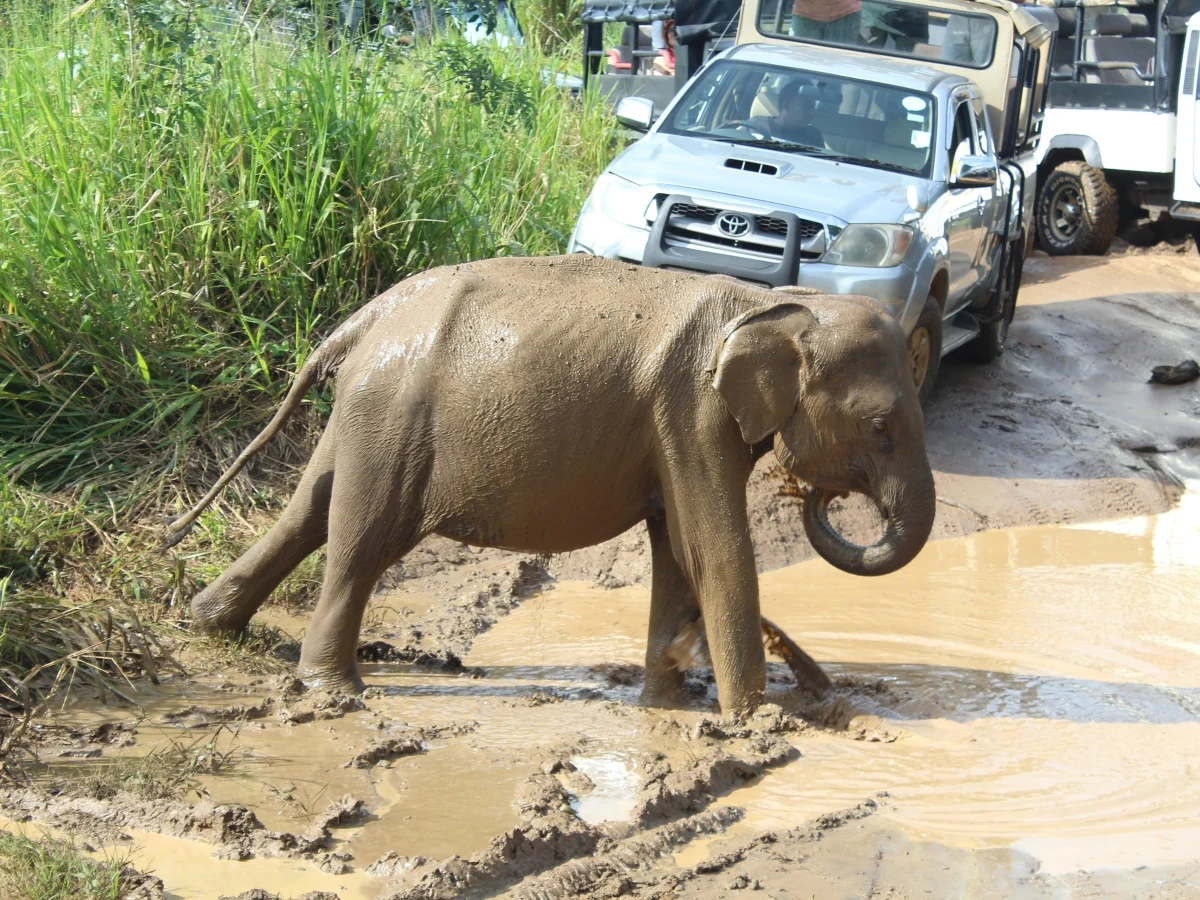 Sri Lanka e a lição viva do conflito homem‑elefante: caminhos possíveis para a conservação