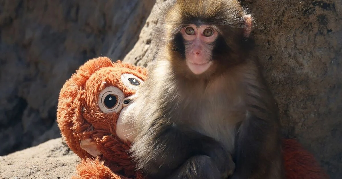 Punch, o macaco do Zoo de Chiba que encontrou consolo em um peluche e conquistou a internet