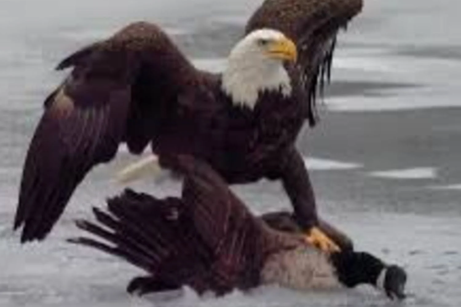 Casa Branca publica imagem da águia