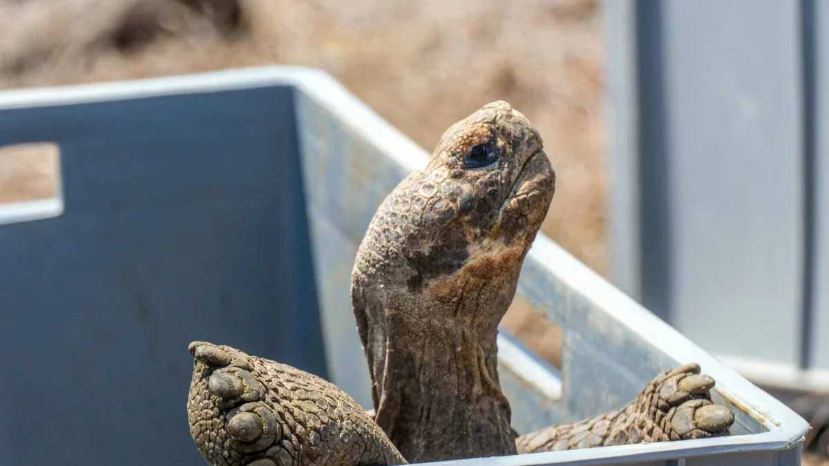 Após quase 200 anos, 158 tartarugas gigantes retornam a Floreana para restaurar o ecossistema das Galápagos