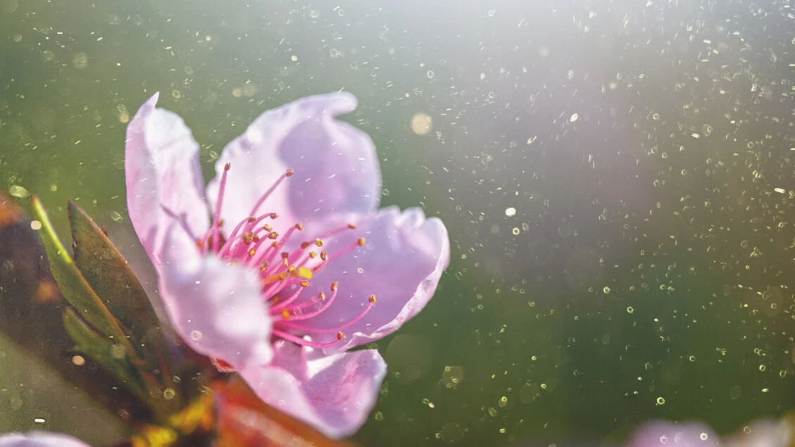 Chegada antecipada dos pólens aumenta risco de perda de voz para 15% dos alérgicos