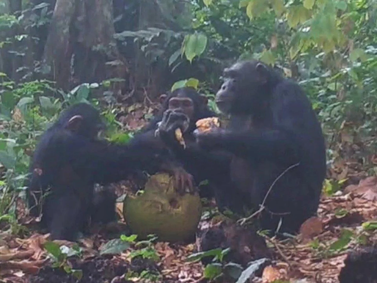 Confirmado: chimpanzés selvagens ingerem álcool de fruta fermentada, revela estudo da UC Berkeley
