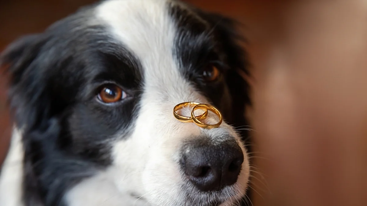 Igreja em Palermo proíbe cães de levarem alianças em casamento para preservar liturgia