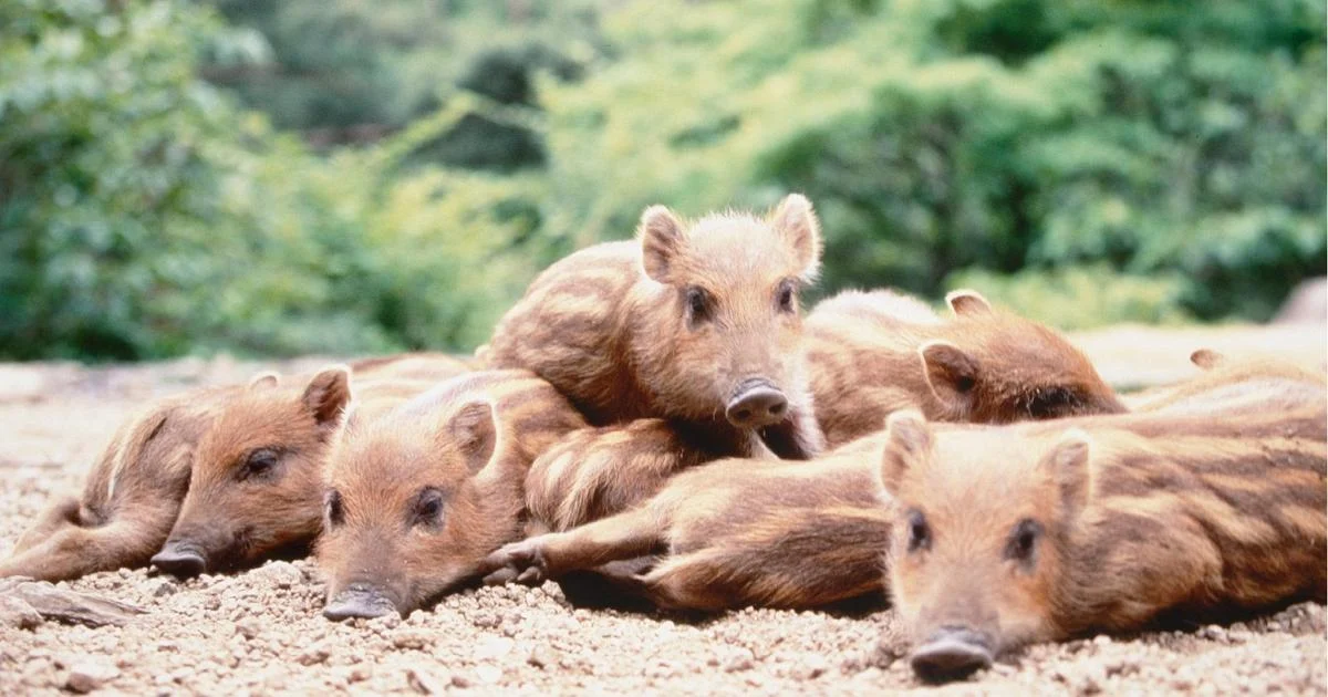 Catalunha confirma caso humano de H1N1 em Lleida; transmissão entre pessoas foi identificada