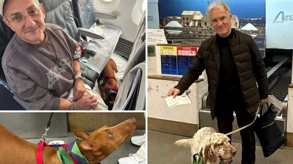 Aeroitalia testa embarque de cães grandes na cabine e acende novo horizonte para viagens pet