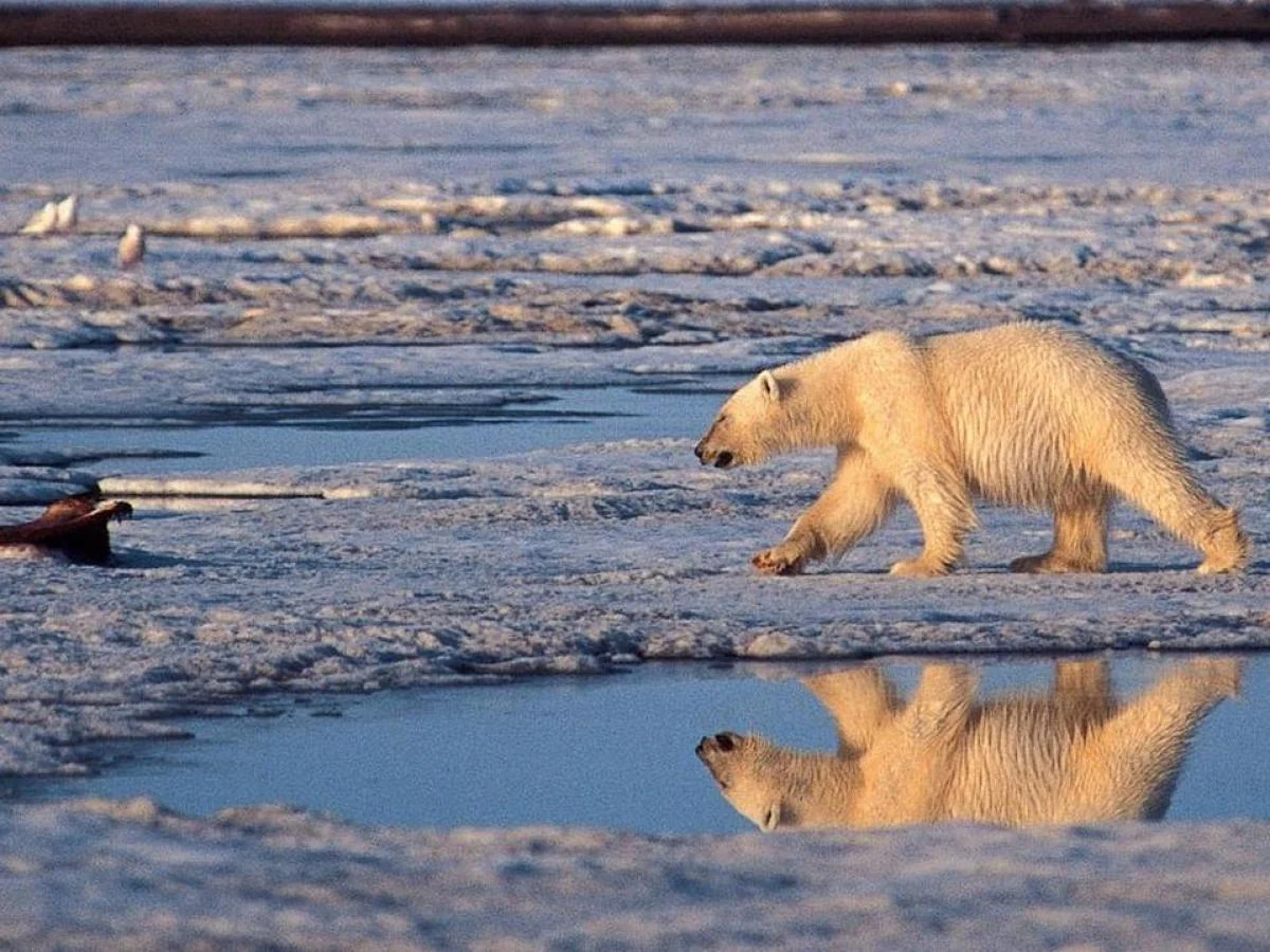 Dia Mundial do Urso Polar: o chamado urgente para proteger o Ártico