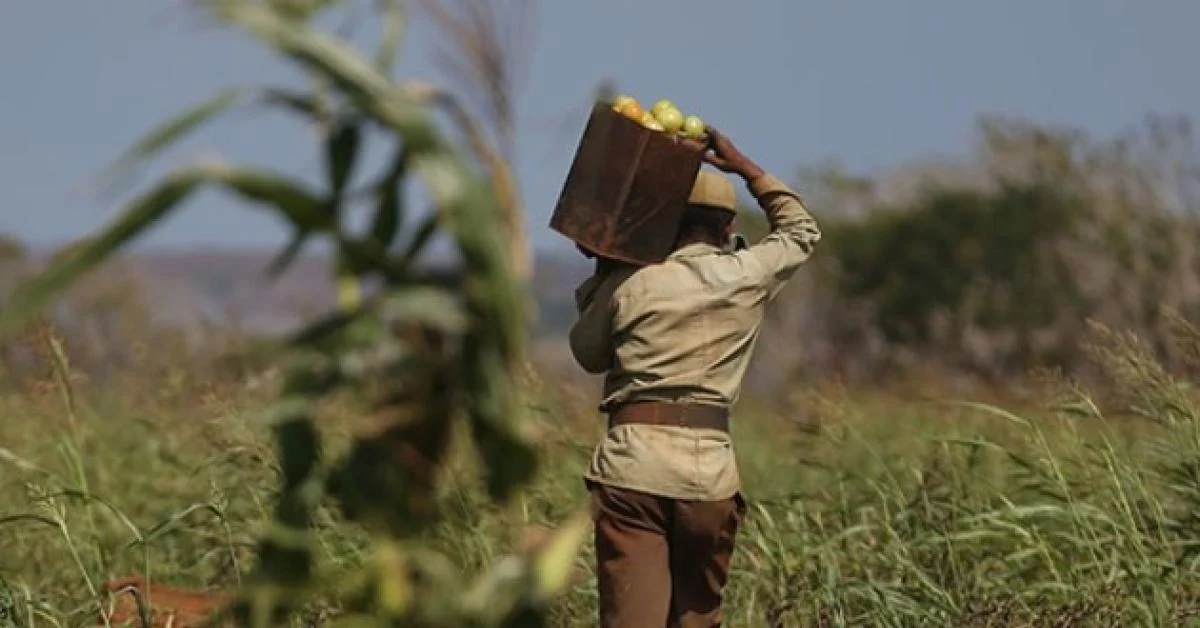 Cuba à beira do colapso: produção agrícola e pecuária não cobrem demanda interna