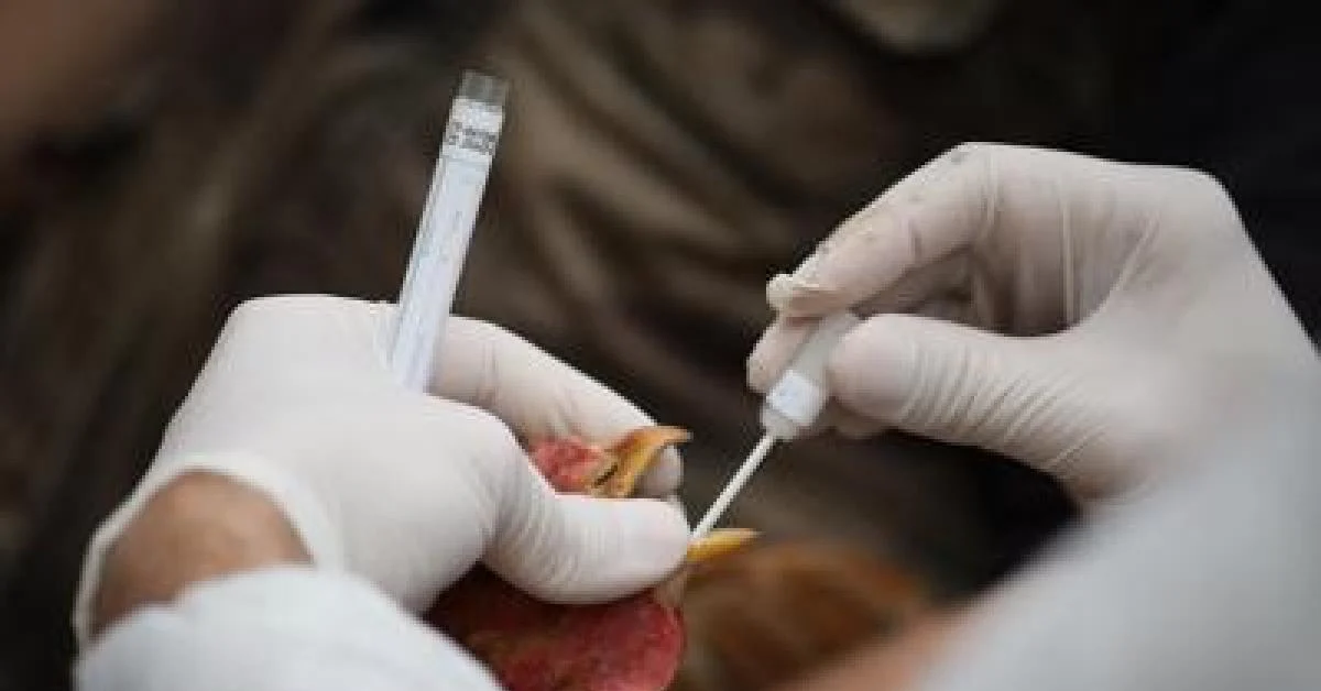 Carta di Siena pede ao governo clareza sobre vacina contra influenza aviária: é baseada em mRNA? Quais os riscos para humanos e animais?