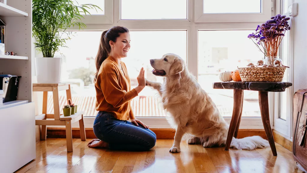 Anagrafe Animali d'Affezione: O que é e como funciona