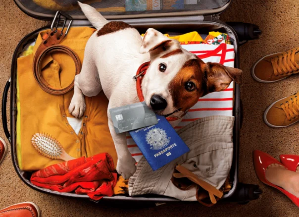 Viajar com Pets: Regras de Bagagem e Itens Permitidos no Avião