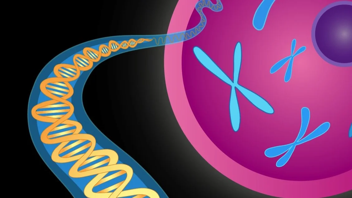 Il Dna umano si ripiega 140mila volte all'interno delle cellule — ansa.it