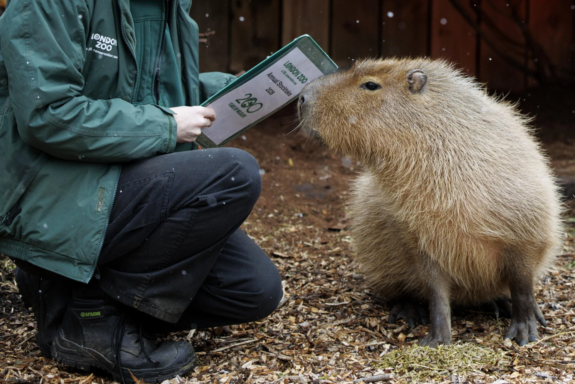 Como o Zoológico de Londres conta mais de 8 mil animais: o censo, a capivara curiosa e a missão de conservação