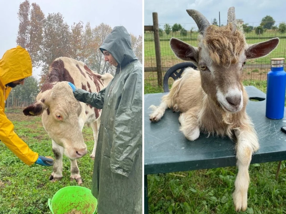 Oasi Fortuna (Chiari): o refúgio que devolve dignidade a animais resgatados