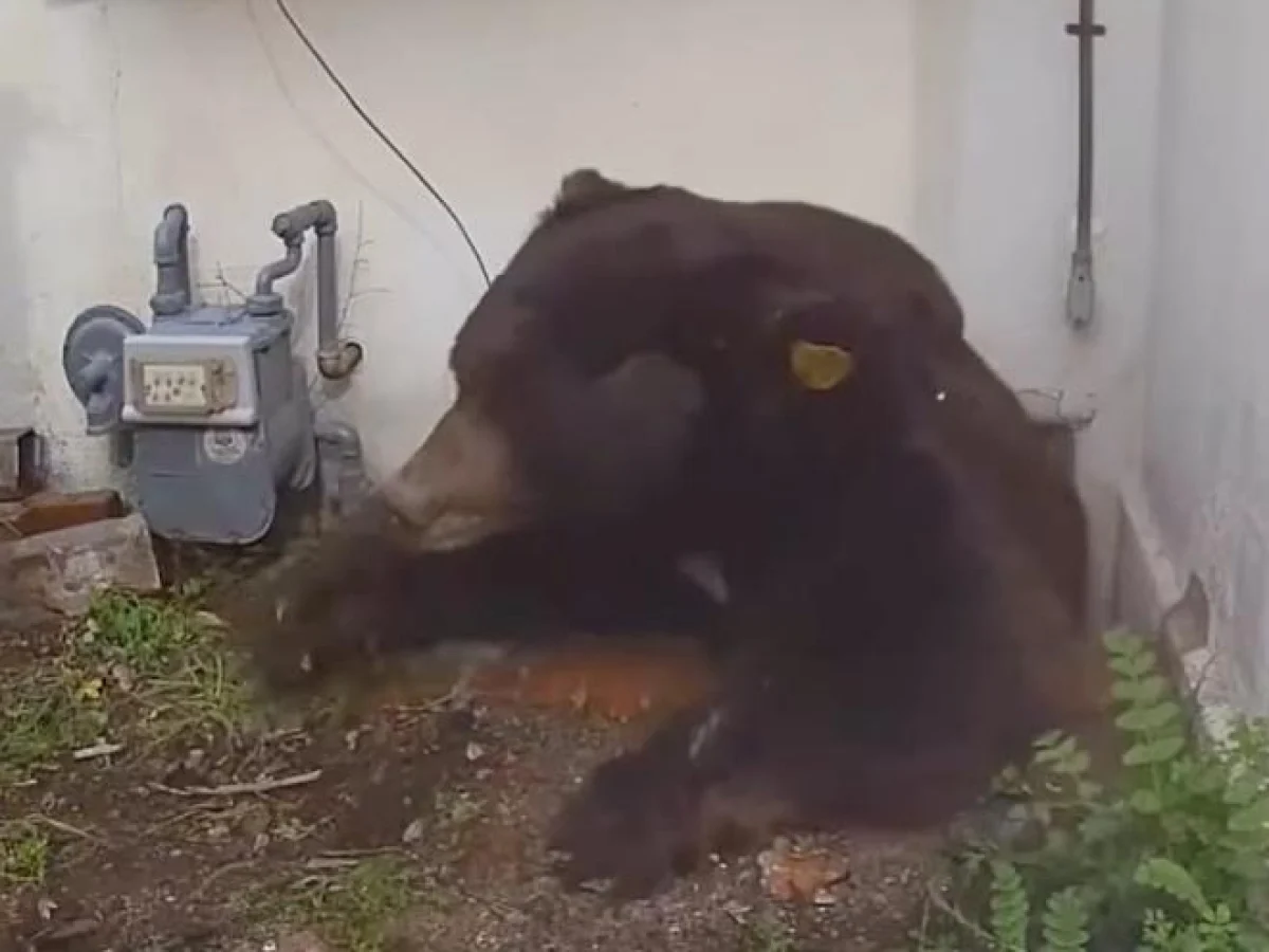 Urso-negro vive quase dois meses na cantina de casa em Altadena; ameaça aos tubos de gás e resgate da Bear League