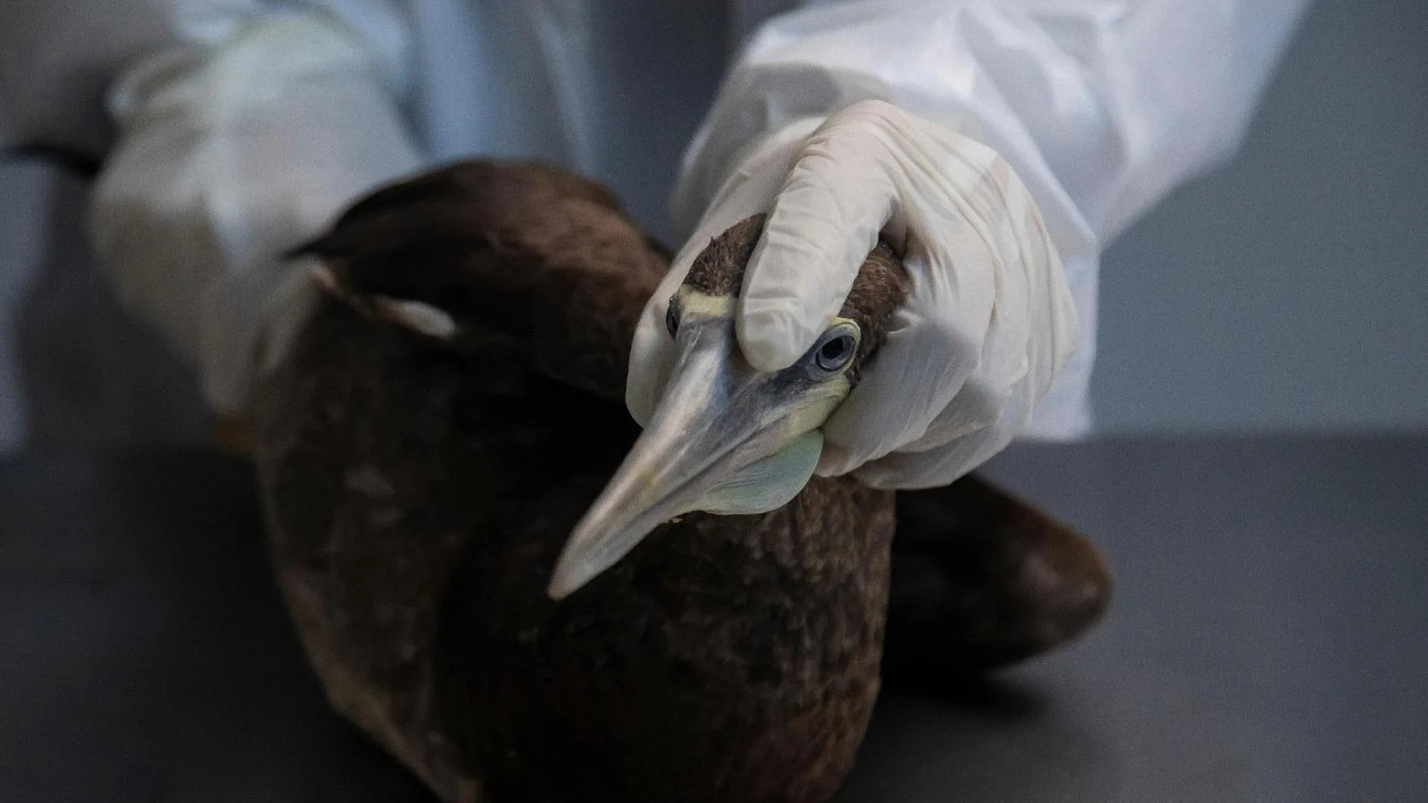 Alerta na UE: 60 focos de influenza aviária (HPAI) em menos de um mês