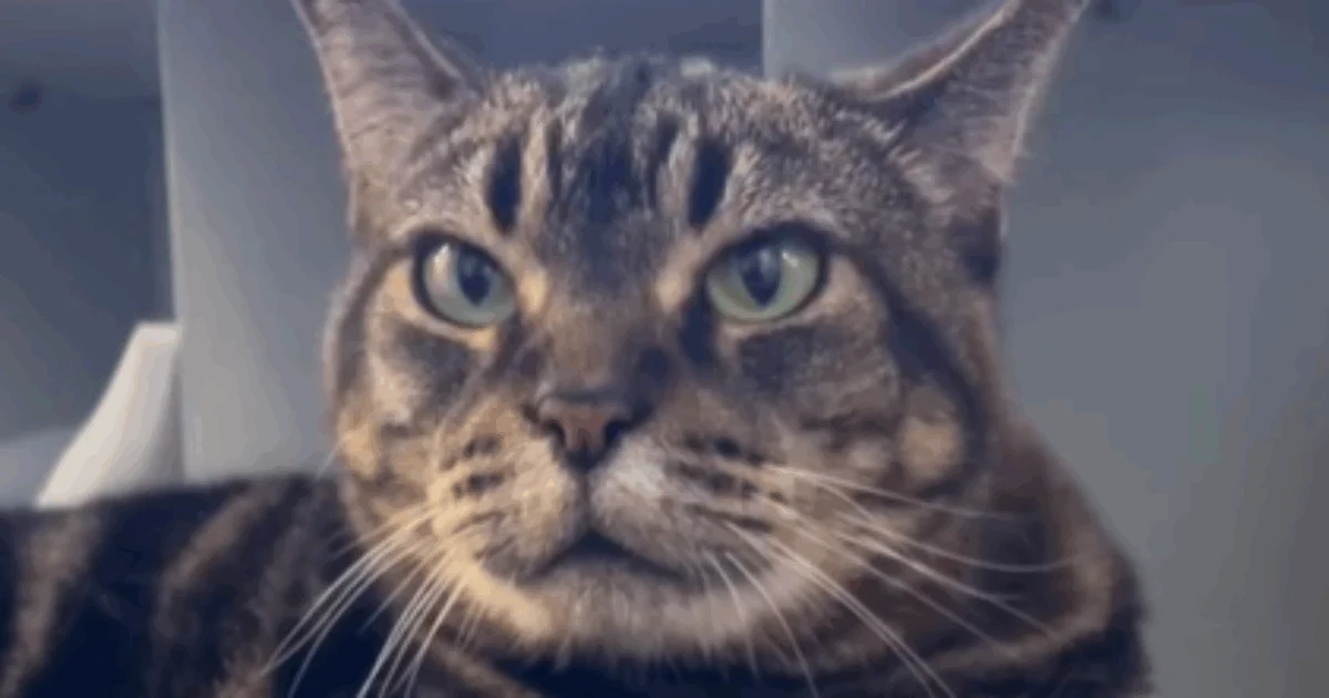 Após 11 anos de companhia, dona pede eutanásia do gato: clínica recusa e encontra novo lar para Pumpkin