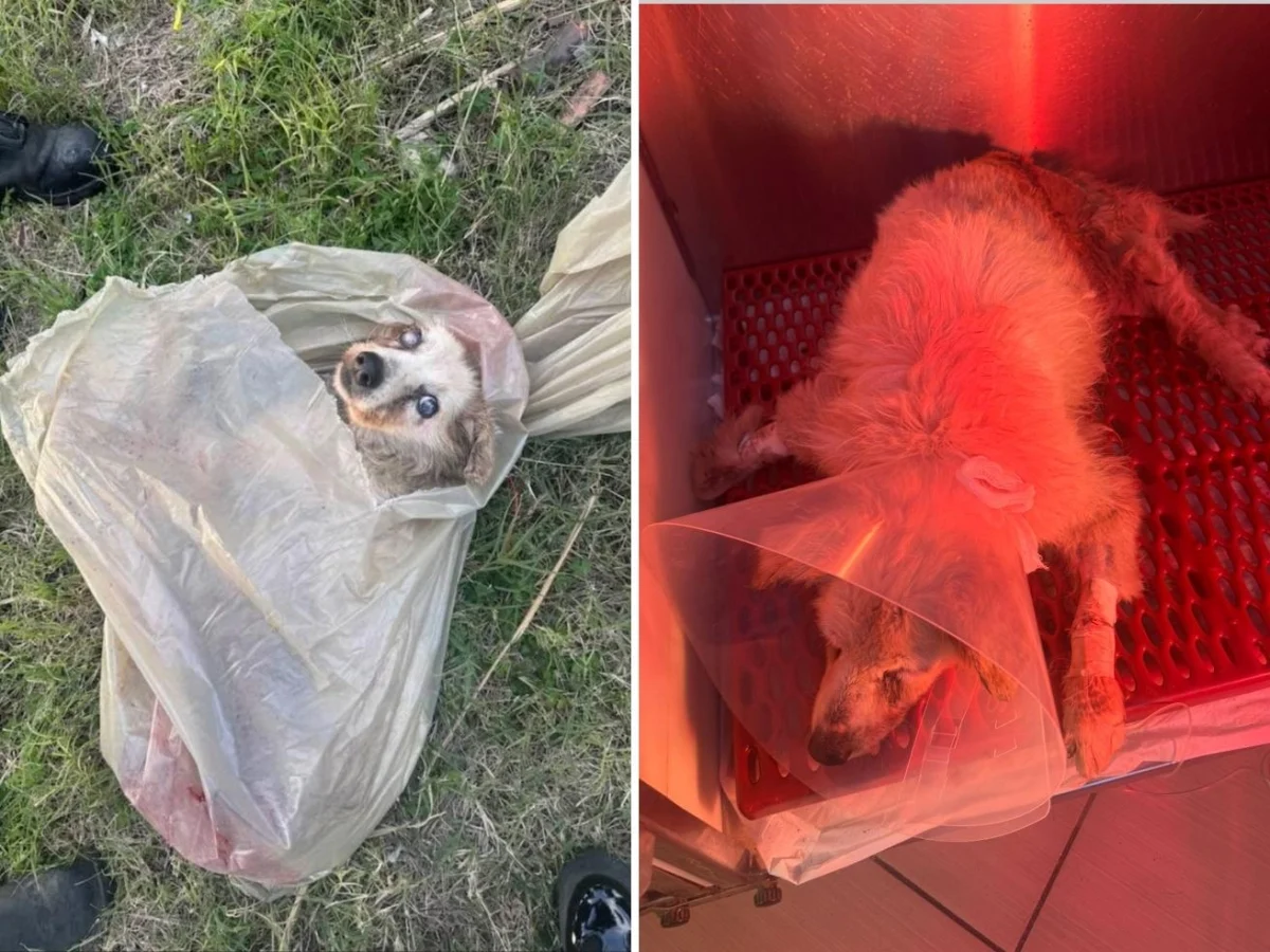Cadelinha idosa e cega é enfiada em saco e atirada de carro em Paola; luta pela vida em clínica