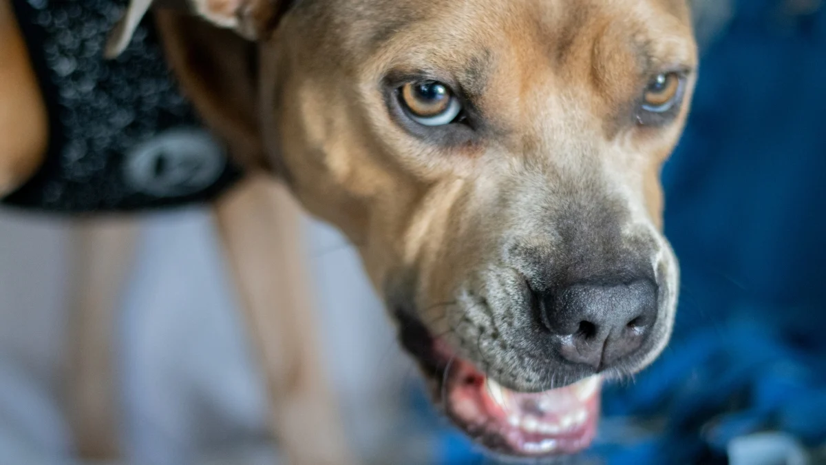 Pitbull foge, ataca e mata idosa em L'Aquila: dona é condenada — o que diz a lei sobre a responsabilidade de quem tem cães