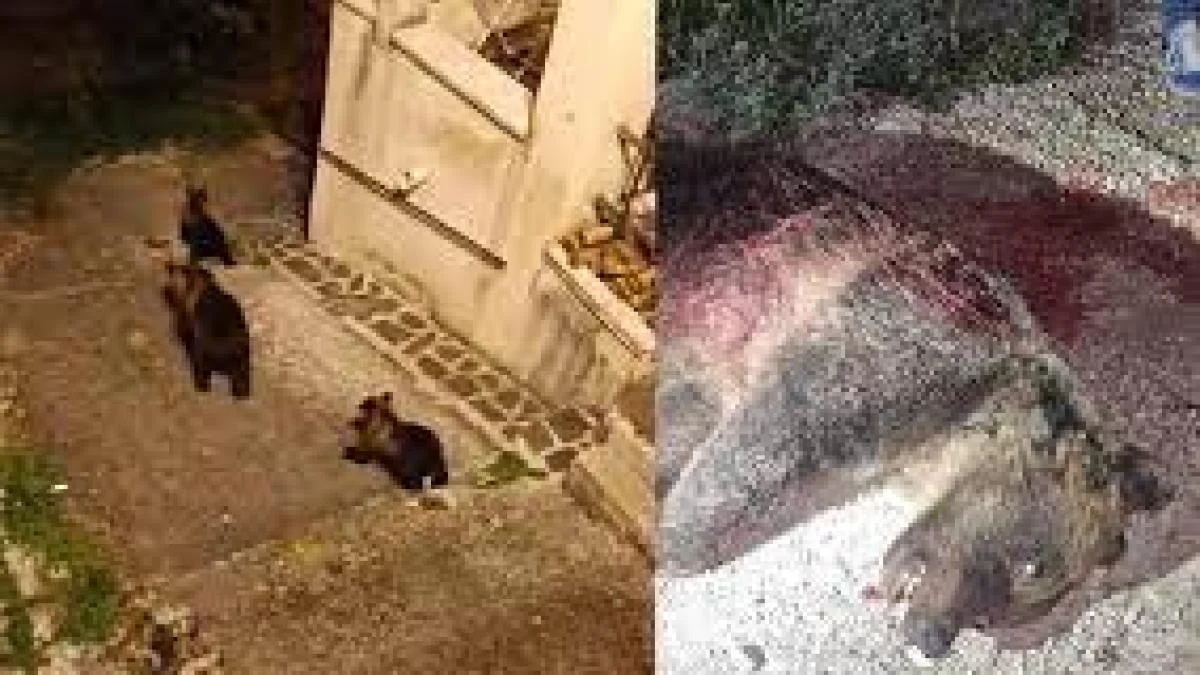 Processo pela morte da ursa Amarena é suspenso por nulidade; risco de demora na justiça