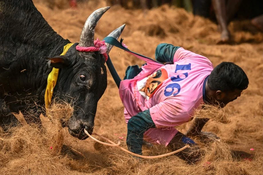 C'è una corrida che uccide più di quella spagnola. Sfidare la morte con il «jallikattu», il corpo a corpo con il toro — corriere.it